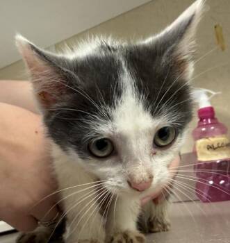 Domestic Short Hair Cats Available for Adoption - Aloe | PetCurious