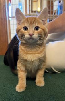 Jasper -  Domestic Short Hair Cat for Adoption - Jasper | PetCurious