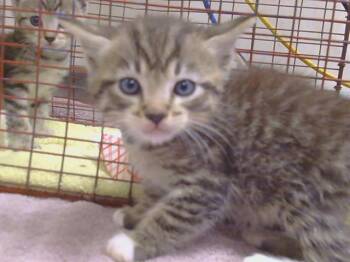 A922080 -  Domestic Short Hair Cat for Adoption in Sacramento, California - A922080 | PetCurious