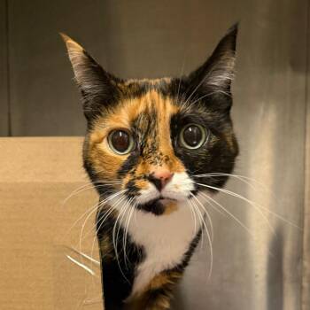 Callie -  Domestic Short Hair Cat for Adoption in West Olive, Michigan - Callie | PetCurious