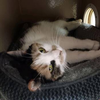 Domestic Short Hair Cats Available for Adoption - Sally | PetCurious