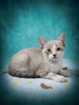 Casper (Downey) -  Siamese Cat for Adoption - Casper (Downey) | PetCurious