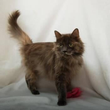 Moonstone -  Domestic Long Hair Cat for Adoption in Bethel, Connecticut - Moonstone | PetCurious