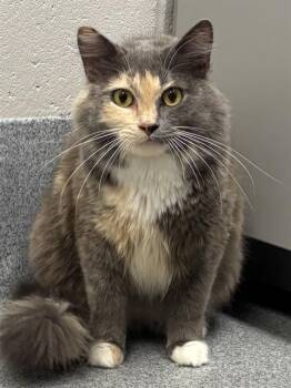 FREYA -  Domestic Long Hair Cat for Adoption in Indianapolis, Indiana - FREYA | PetCurious