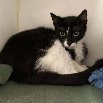 Domestic Short Hair Cats Available for Adoption in Long Beach, California - Geranium | PetCurious