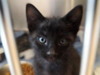 A1048414 -  Domestic Short Hair Cat for Adoption in Martinez, California - A1048414 | PetCurious