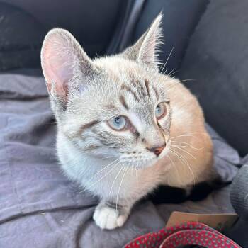 Domestic Short Hair and Siamese Cats Available for Adoption - Benson | PetCurious