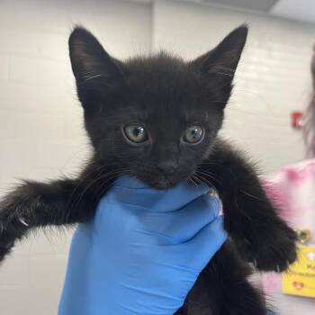Pink Drink -  Domestic Short Hair Cat for Adoption in Dearborn, Michigan - Pink Drink | PetCurious