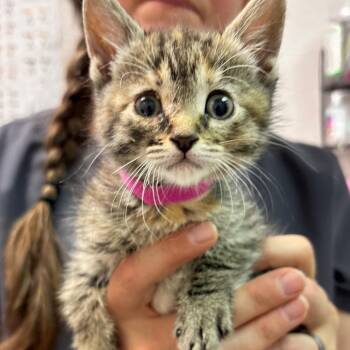 Moltres (P) -  Domestic Short Hair Cat for Adoption in Denver, Colorado - Moltres (P) | PetCurious