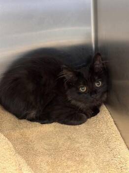 MIDNIGHT -  Domestic Short Hair Cat for Adoption - MIDNIGHT | PetCurious