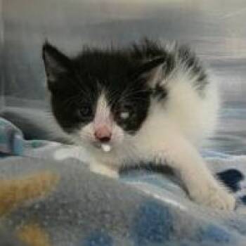 Nancy -  Domestic Short Hair Cat Available for Adoption in Fort Collins, Colorado - Nancy | PetCurious
