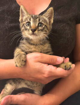 Rescue Tabby Cats for Adoption in Camden, South Carolina - Sammich (Available For Adoption) | PetCurious