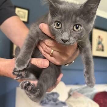 Nina -  Domestic Short Hair Cat for Adoption in Wakefield, Quebec - Nina | PetCurious