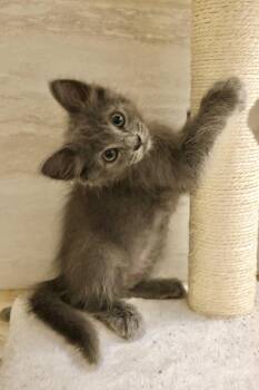 Peet -  Russian Blue and Domestic Long Hair Cat for Adoption in Walnut Creek, California - Peet | PetCurious