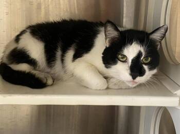 Domestic Short Hair Cats Available for Adoption in Tustin, California - PEPPER | PetCurious