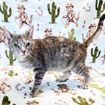 Mama Mustang -  Domestic Short Hair Cat Available for Adoption in Mt. Juliet, Tennessee - Mama Mustang | PetCurious