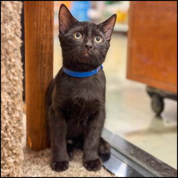 Messi -  Domestic Short Hair Cat for Adoption in Roswell, Georgia - Messi | PetCurious