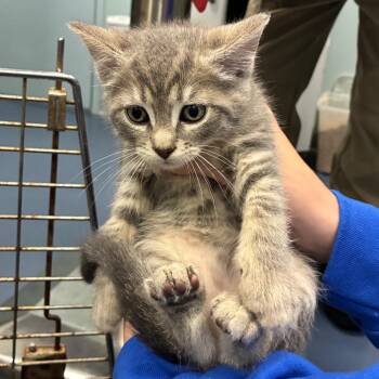 Stork (green) -  Domestic Short Hair Cat for Adoption in Greensboro, North Carolina - Stork (green) | PetCurious