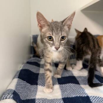 Dukes -  Domestic Short Hair Cat for Adoption in Port Richey, Florida - Dukes | PetCurious