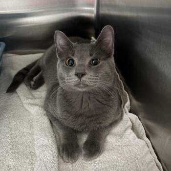 Domestic Short Hair Cats Available for Adoption in Kyle, Texas - SHOEGAZE | PetCurious