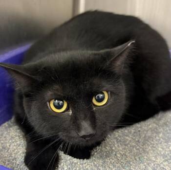 Duster -  Domestic Short Hair Cat Available for Adoption in Webster, Massachusetts - Duster | PetCurious