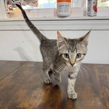Fix-It Felix -  Domestic Short Hair Cat for Adoption in Bloomington, Illinois - Fix-It Felix | PetCurious