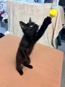 White Claw -  Domestic Short Hair Cat for Adoption in Huntington, Indiana - White Claw | PetCurious