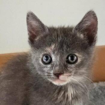 Sprinkles -  Domestic Short Hair Cat Available for Adoption in Midland, Texas - Sprinkles | PetCurious