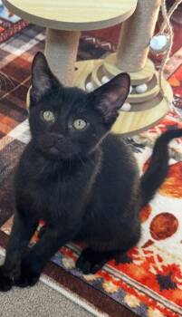 Pepper — The Big-Eyed Little Charmer -  Domestic Short Hair Cat for Adoption in Prescott, Arizona - Pepper — The Big-Eyed Little Charmer | PetCurious