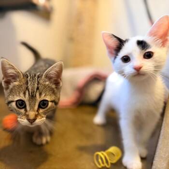 Zuri -  Domestic Short Hair Cat for Adoption in Green Bay, Wisconsin - Zuri | PetCurious