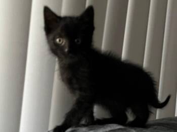 Domestic Short Hair Cats Available for Adoption - Doc | PetCurious
