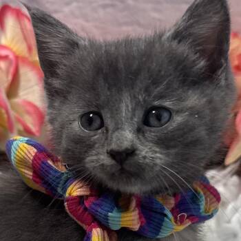 Tini -  Domestic Short Hair Cat for Adoption in Harrisonburg, Virginia - Tini | PetCurious
