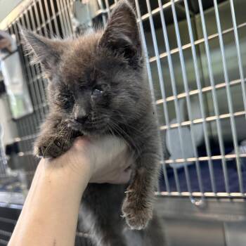 Karl -  Domestic Medium Hair Cat for Adoption in Greensboro, North Carolina - Karl | PetCurious