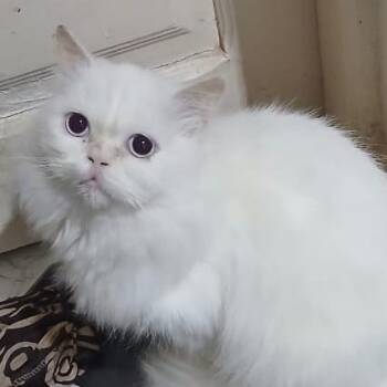 Persian Cats Available for Adoption - Simba J. | PetCurious