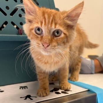 Twix -  Domestic Short Hair Cat for Adoption in Nashville, Tennessee - Twix | PetCurious