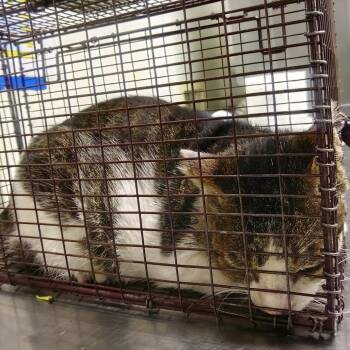IVHS-Stray-139831 -  Domestic Short Hair Cat for Adoption in San Gabriel, California - IVHS-Stray-139831 | PetCurious