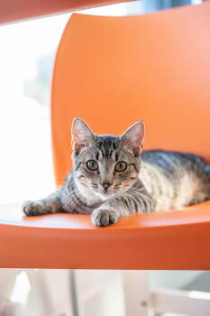 Rescue Domestic Short Hair Cats for Adoption in Oakland, California - Lucy (Bonded With Schroeder) | PetCurious