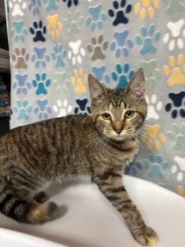 Domestic Short Hair Cats Available for Adoption - Lily | PetCurious