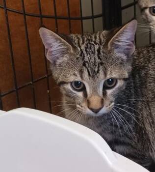 Riot -  Domestic Short Hair Cat for Adoption in West Memphis, Arkansas - Riot | PetCurious