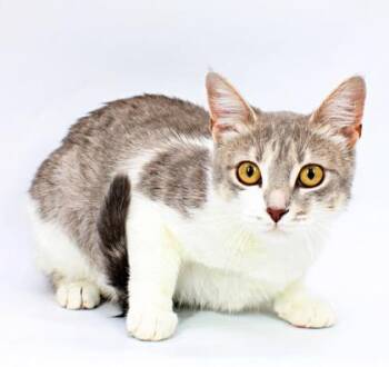 Caillat -  Domestic Short Hair Cat for Adoption in Morton Grove, Illinois - Caillat | PetCurious