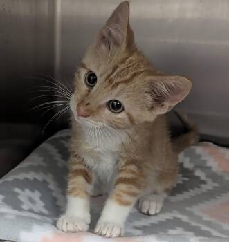 Domestic Short Hair Cats Available for Adoption in Springfield, Illinois - Quinton | PetCurious