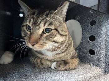 Nino -  Domestic Short Hair Cat for Adoption in New York, New York - Nino | PetCurious