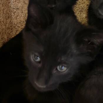 Phoebe -  Domestic Short Hair Cat for Adoption in Reno, Nevada - Phoebe | PetCurious