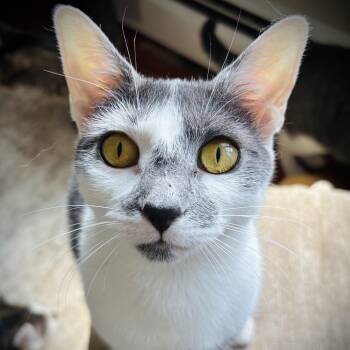 Domestic Short Hair Cats Available for Adoption in Buffalo, New York - Jackie | PetCurious