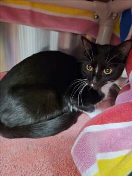 NIX -  Domestic Short Hair Cat for Adoption in Derwood, Maryland - NIX | PetCurious