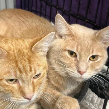 Domestic Short Hair Cats Available for Adoption - Present | PetCurious