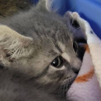 Elliot Stabler -  Domestic Short Hair Cat for Adoption in Milan, Illinois - Elliot Stabler | PetCurious