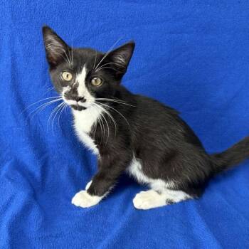 Micah -  Domestic Short Hair Cat for Adoption in Valdosta, Georgia - Micah | PetCurious