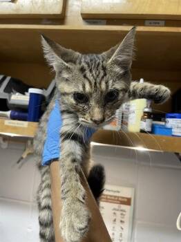 CARLY -  Domestic Short Hair Cat for Adoption in Tallahassee, Florida - CARLY | PetCurious