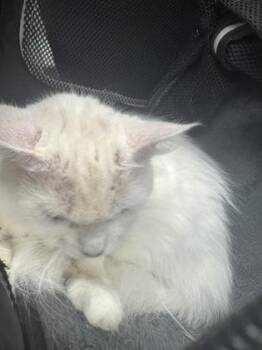 Miss Kitty -  Domestic Medium Hair and Domestic Short Hair Cat for Adoption in Gainesville, Florida - Miss Kitty | PetCurious